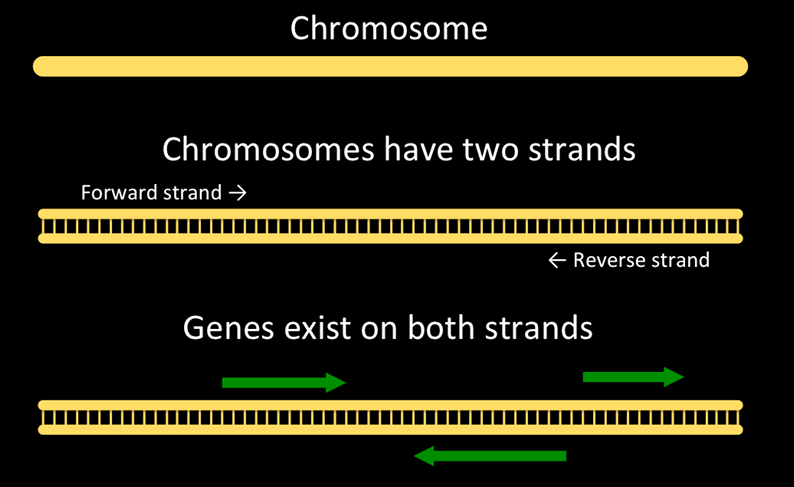 DNA strand